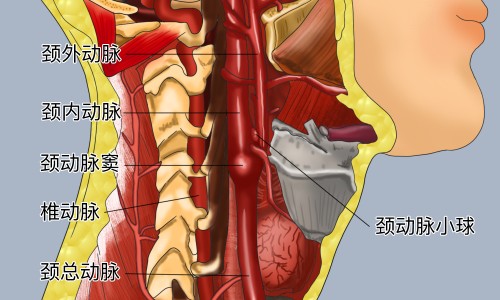 木瓜果脯的功效和作用-木瓜果图片网木瓜水果图片知识网站,分享木瓜的功效与作用大全