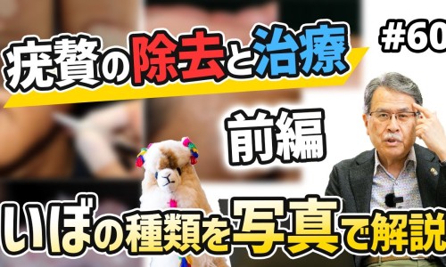 木瓜果脯的功效和作用-木瓜果图片网木瓜水果图片知识网站,分享木瓜的功效与作用大全